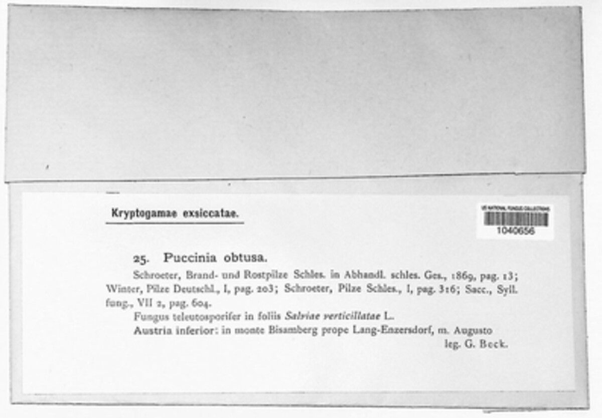 Puccinia obtusa image